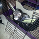 Moogleby peeking sleepily from the hammock in their always-open cage.
